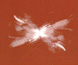 Presentazione del volume «Una farfalla chiamata Solaria»
